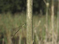 Lestes virens 9, Tengere pantserjuffer, Saxifraga-Rob Felix : Animalia, Arthropoda, Insecta, Odonata, animal, arthropod, dargonfly, dier, dieren, geleedpotige, geleedpotigen, insect, insecten, juffer, libel, libellen