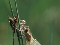 Leucorrhinia albifrons, Eastern White-faced Darter