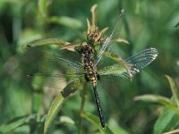 Leucorrhinia albifrons 2, Oostelijke witsnuitlibel, Saxifraga-Robert Ketelaar