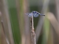 Leucorrhinia albifrons 3, Oostelijke witsnuitlibel, Saxifraga-Mark Zekhuis