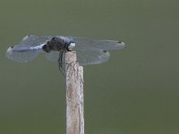 Leucorrhinia albifrons 4, Oostelijke witsnuitlibel, Saxifraga-Mark Zekhuis