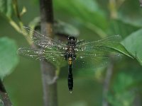 Leucorrhinia caudalis, Bulbous White-faced Darter