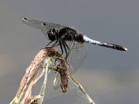 Leucorrhinia caudalis 12, Sierlijke Wisnuitlibel, Saxifraga-Henk Baptist