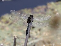 Leucorrhinia caudalis 13, Sierlijke Wisnuitlibel, Saxifraga-Henk Baptist