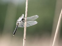 Leucorrhinia caudalis 15, Sierlijke Wisnuitlibel, Saxifraga-Henk Baptist