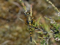 Leucorrhinia dubia, White-faced Dragonfly