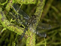 352_09, Venwitsnuitlibel : Leucorrhinia dubia, Small Whiteface White-faced darfer, Venwitsnuitlibel, female