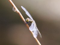 Leucorrhinia dubia 12, Venwitsnuitlibel, Saxifraga-Bart Vastenhouw