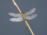 Leucorrhinia dubia 13, Venwitsnuitlibel, Saxifraga-Bart Vastenhouw