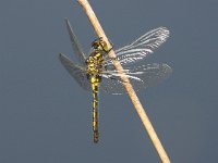 Leucorrhinia dubia 14, Venwitsnuitlibel, Saxifraga-Bart Vastenhouw