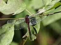 Leucorrhinia dubia 15, Venwitsnuitlibel, Saxifraga-Henk Baptist