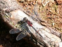 Leucorrhinia dubia 16, Venwitsnuitlibel, Saxifraga-Henk Baptist