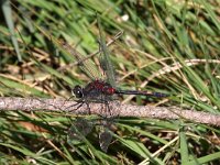 Leucorrhinia dubia 17, Venwitsnuitlibel, Saxifraga-Henk Baptist