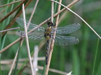 Leucorrhinia dubia 18, Venwitsnuitlibel, Saxifraga-Henk Baptist