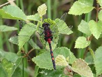 Leucorrhinia dubia 19, Venwitsnuitlibel, Saxifraga-Henk Baptist