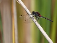 Leucorrhinia dubia 20, Venwitsnuitlibel, Saxifraga-Mark Zekhuis