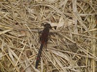 Leucorrhinia dubia 4, Venwitsnuitlibel, Saxifraga-Kees Marijnissen