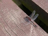 Leucorrhinia dubia 5, Venwitsnuitlibel, Saxifraga-Harry van Oosterhout : insect, libel, venwitsnuitlibel