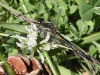 Leucorrhinia dubia 8, Venwitsnuitlibel, Saxifraga-Rutger Barendse