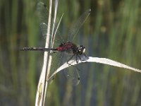 Leucorrhinia dubia 9, Venwitsnuitlibel, Saxifraga-Rob Felix : Animalia, Arthropoda, Insecta, Odonata, Project Natuurbalans, animal, arthropod, dargonfly, dier, dieren, geleedpotige, geleedpotigen, insect, insecten, juffer, libel, libellen