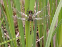 Leucorrhinia pectoralis, Large White-faced Darter