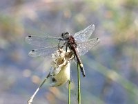 Leucorrhinia pectoralis 10, Gevlekte Witsnuitlibel, Saxifraga-Henk Baptist