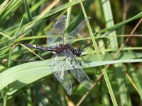 Leucorrhinia pectoralis 11, Gevlekte Witsnuitlibel, Saxifraga-Henk Baptist