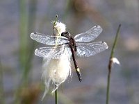 Leucorrhinia pectoralis 12, Gevlekte Witsnuitlibel, Saxifraga-Henk Baptist