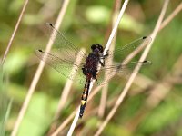 Leucorrhinia pectoralis 13, Gevlekte Witsnuitlibel, Saxifraga-Henk Baptist