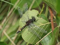 Leucorrhinia pectoralis 2, Gevlekte witsnuitlibel, Vlinderstichting-Tim Termaat