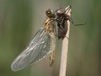 Leucorrhinia pectoralis 3, Gevlekte witsnuitlibel, leaving larva, Vlinderstichting-Tim Termaat