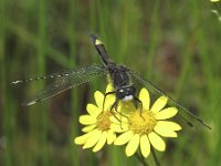 Leucorrhinia pectoralis 4, Gevlekte witsnuitlibel, Saxifraga-Rob Felix : Animalia, Arthropoda, Insecta, Odonata, Project Natuurbalans, animal, arthropod, dargonfly, dier, dieren, geleedpotige, geleedpotigen, insect, insecten, juffer, libel, libellen