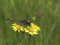 Leucorrhinia pectoralis 5, Gevlekte witsnuitlibel, Saxifraga-Rob Felix : Animalia, Arthropoda, Insecta, Odonata, Project Natuurbalans, animal, arthropod, dargonfly, dier, dieren, geleedpotige, geleedpotigen, insect, insecten, juffer, libel, libellen