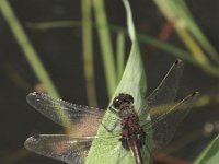 Leucorrhinia pectoralis 6, Gevlekte witsnuitlibel, Saxifraga-Rob Felix : Animalia, Arthropoda, Insecta, Odonata, Project Natuurbalans, animal, arthropod, dargonfly, dier, dieren, geleedpotige, geleedpotigen, insect, insecten, juffer, libel, libellen