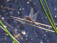 Leucorrhinia pectoralis 7, Gevlekte witsnuitlibel, Saxifraga-Rudmer Zwerver