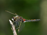 Leucorrhinia rubicunda, Northern White-faced Darter