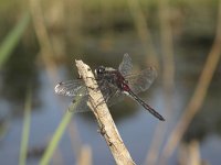 Leucorrhinia rubicunda 10, Noordse witsnuitlibel, Saxifraga-Rob Felix : Animalia, Arthropoda, Insecta, Odonata, Project Natuurbalans, animal, arthropod, dargonfly, dier, dieren, geleedpotige, geleedpotigen, insect, insecten, juffer, libel, libellen