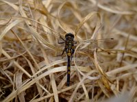 Leucorrhinia rubicunda 11, Noordse witsnuitlibel, Saxifraga-Rudmer Zwerver