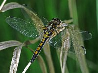 Leucorrhinia rubicunda 12, Noordse witsnuitlibel, Saxifraga-Ab H Baas