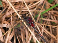 Leucorrhinia rubicunda 13, Noordse witsnuitlibel, Saxifraga-Ab H Baas