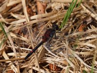 Leucorrhinia rubicunda 15, Noordse witsnuitlibel, Saxifraga-Rudmer Zwerver