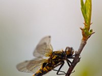 Leucorrhinia rubicunda 17, Noordse witsnuitlibel, Saxifraga-Rudmer Zwerver  Een pas uitgeslopen Noordse witsnuitlibel rustend op een takje met uitlopend blad : libel, libelle, insect, voorjaar, zomer, water, macro, close up, natuur, dier, wilde, wild, gras, vegetatie, rustend, rustende, rust, zonnend, zonnen, zonnende, noordse, noorse, witsnuitlibel, witsnuit, Leucorrhinia rubicunda, Leucorrhinia, pas uitgeslopen, uitgeslopen, vers