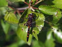 Leucorrhinia rubicunda 18, Noordse witsnuitlibel, Saxifraga-Hans Dekker