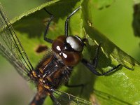 Leucorrhinia rubicunda 19, Noordse witsnuitlibel, Saxifraga-Hans Dekker