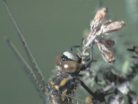 Leucorrhinia rubicunda 2, Noordse witsnuitlibel, Saxifraga-Frits Bink