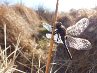 Leucorrhinia rubicunda 21, Noordse witsnuitlibel, Saxifraga-Mark Zekhuis