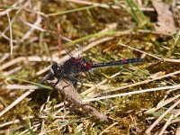 Leucorrhinia rubicunda 22, Noordse witsnuitlibel, Saxifraga-Bart Vastenhouw