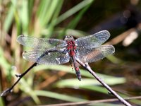 Leucorrhinia rubicunda 23, Noordse Witsnuitlibel, Saxifraga-Henk Baptist