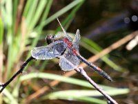 Leucorrhinia rubicunda 25, Noordse Witsnuitlibel, Saxifraga-Henk Baptist