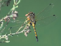 Leucorrhinia rubicunda 4, Noordse witsnuitlibel, Saxifraga-Frits Bink